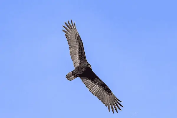 Turkey Vulture