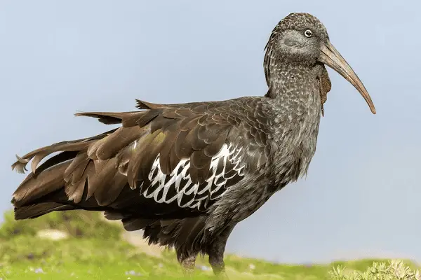 Wattled Ibis