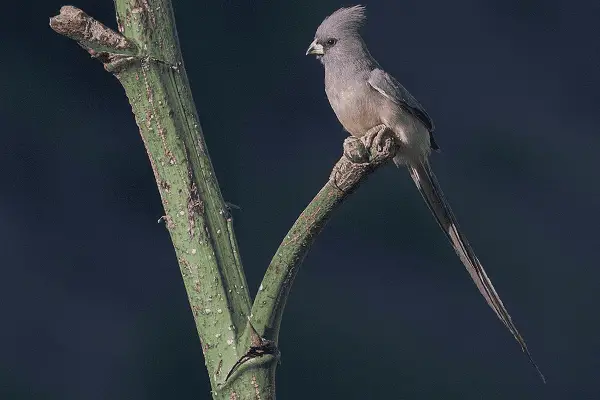 White-backed Mousebird