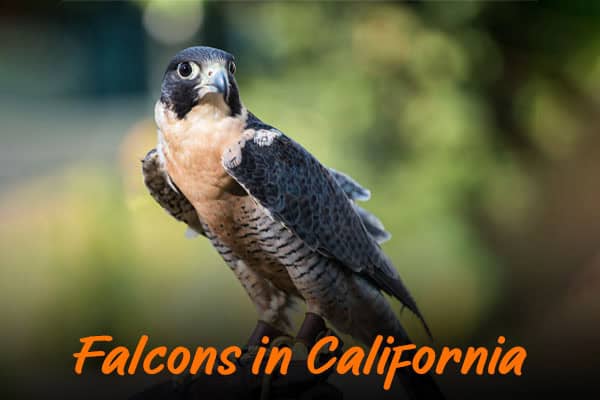 falcons in california