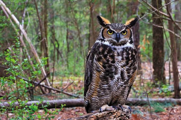 Great Horned Owls