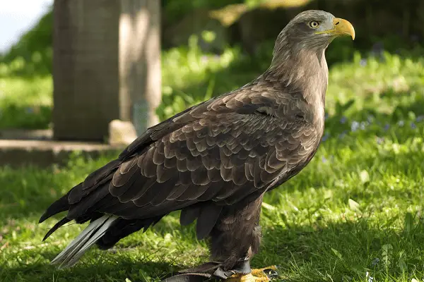 white-tailed eagle