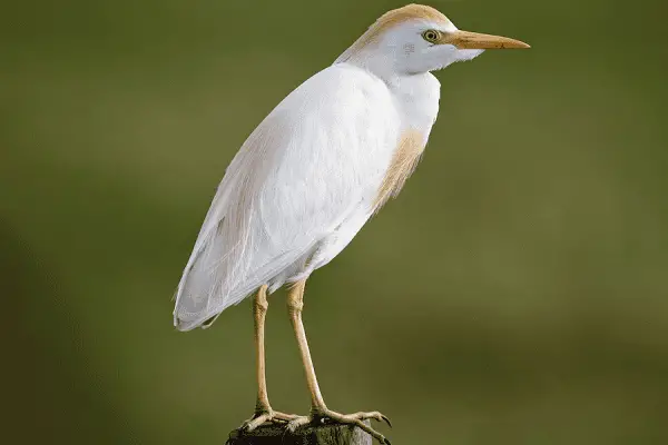 Cattle Egret