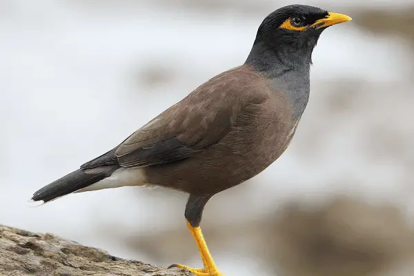 Common Myna