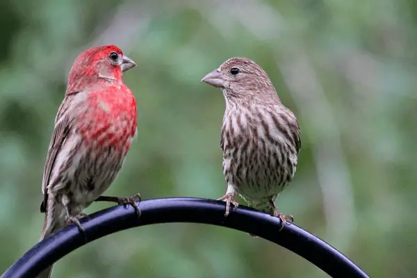 House Finch