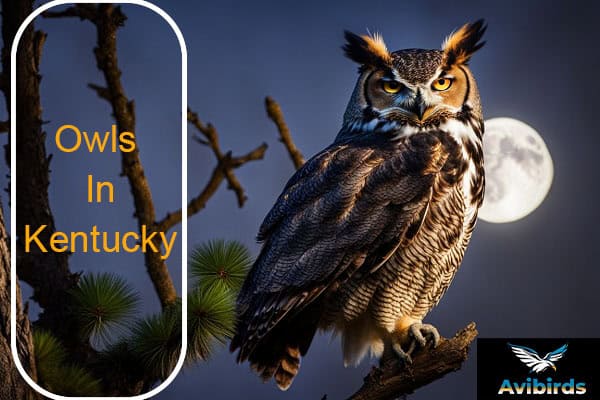 Owls In Kentucky