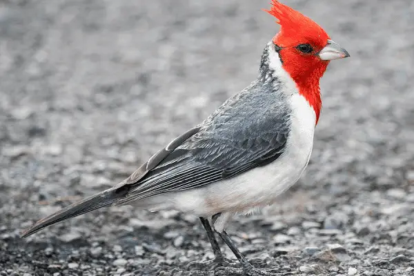 Red-crested Cardinal