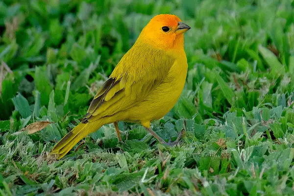 Saffron Finch