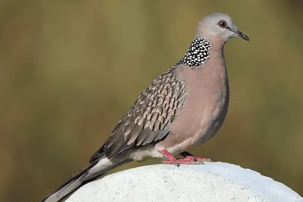 Spotted Dove