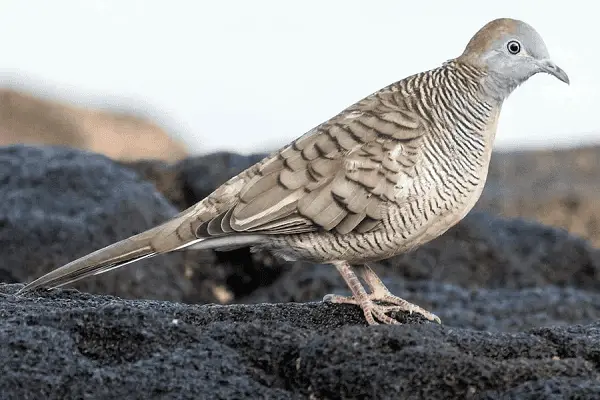 Zebra Dove