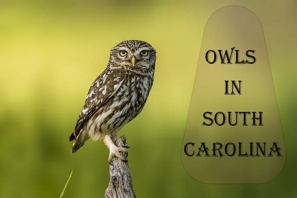 owl in south carolina