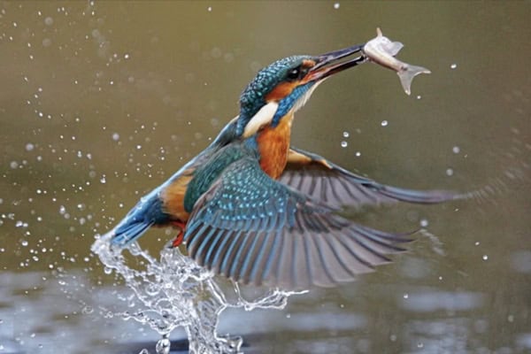 Kingfisher Bird