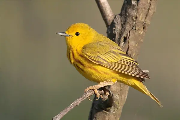 American Yellow Warbler