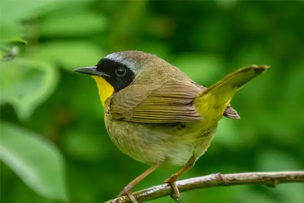 Common Yellowthroat