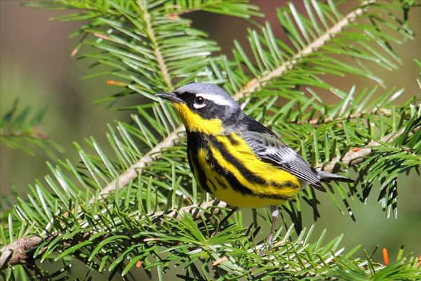 Magnolia Warbler