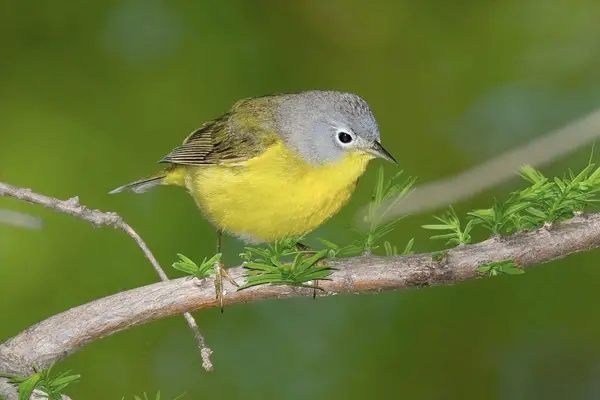 Nashville Warbler