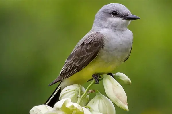 Western Kingbird