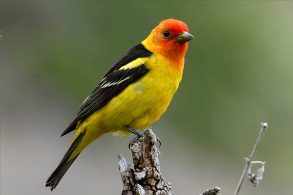 Western Tanager