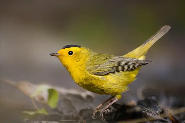 Wilson’s Warbler