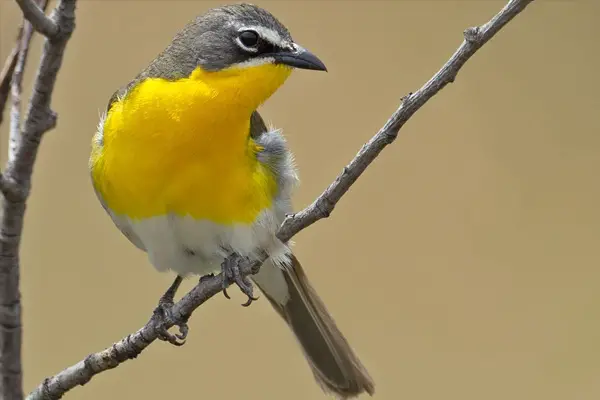 Yellow-Breasted Chat