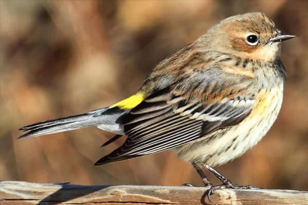 Yellow-Rumped Warbler