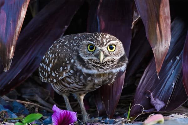 owls in florida