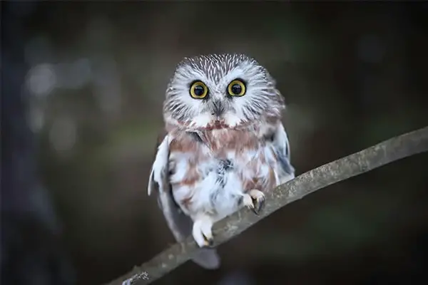 owls in michigan