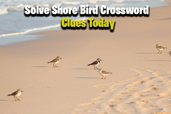 Shore Bird Crossword Clues