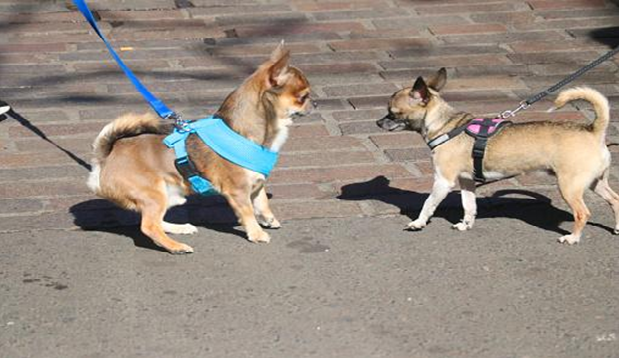 Magnetic Dog Harness vs. Traditional Harness